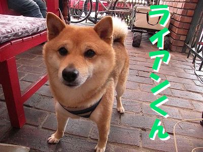 ギャラリー