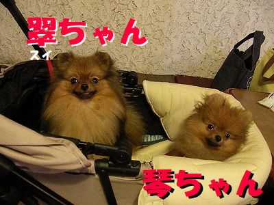 ギャラリー