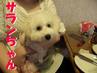 ギャラリー