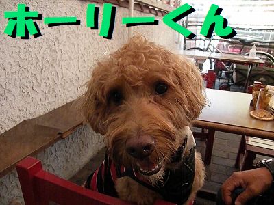 ギャラリー